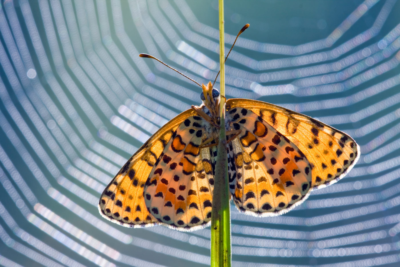 Backlit Fritillary butterfly, Melitaea sp., with a spider's web in the background